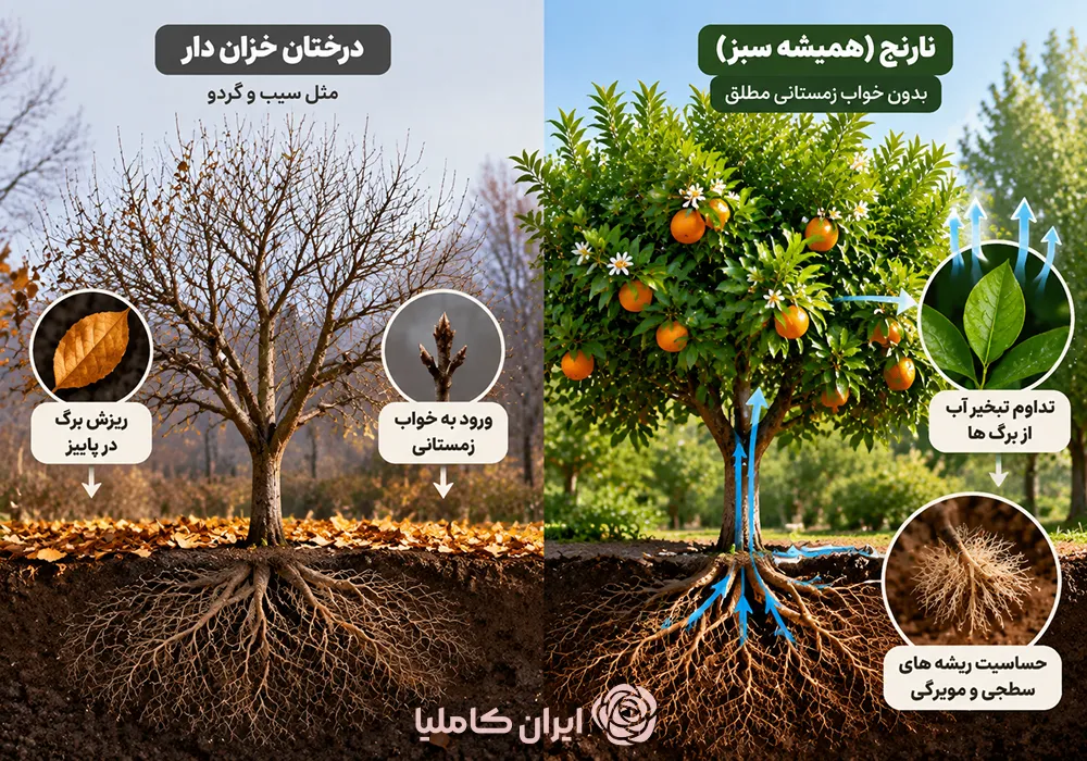 جابجایی درخت نارنج